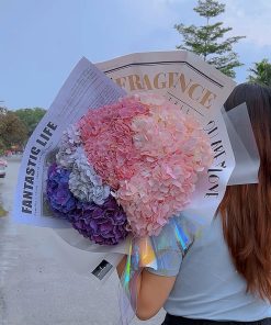 Hydrangea